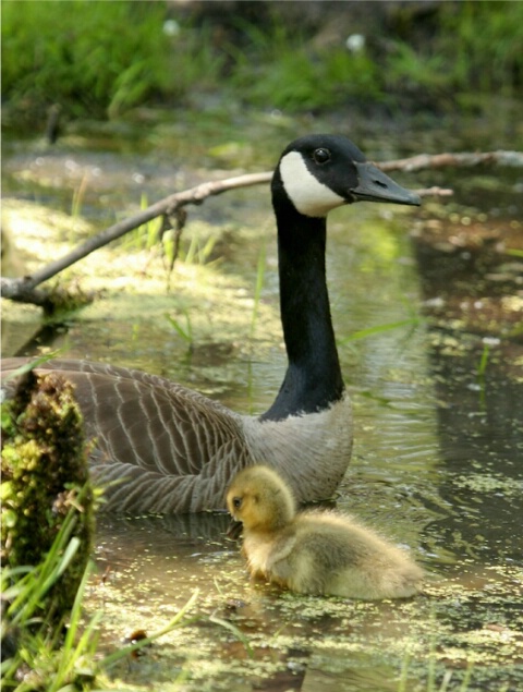 Mom and Gosling