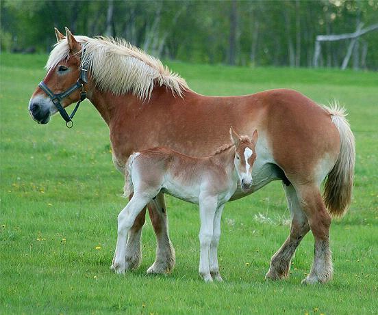 Mother and Colt