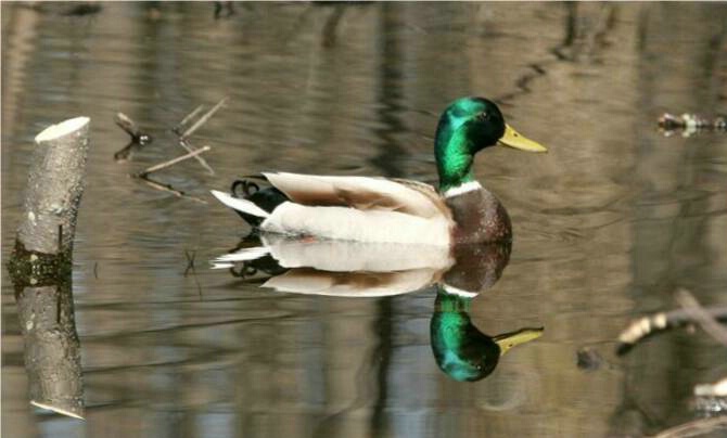 Mallard Reflection