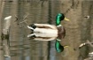Mallard Reflectio...