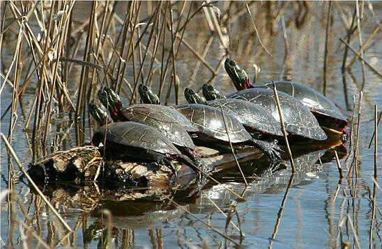 Sunbathing Turtle-Style