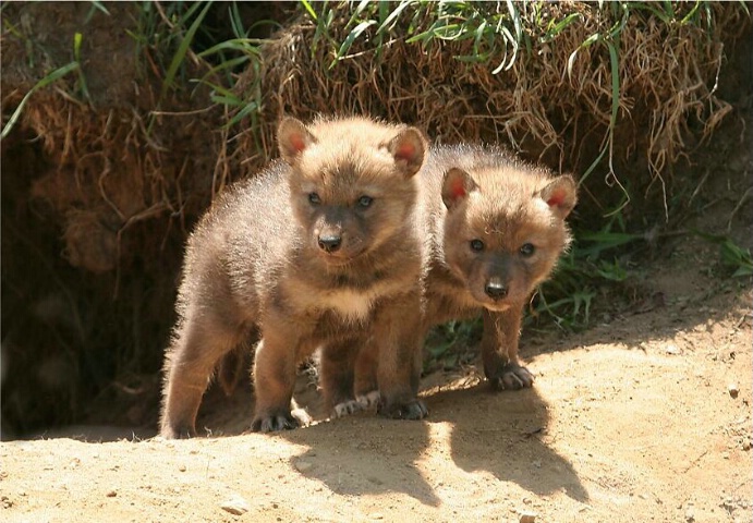 Coyote Pups