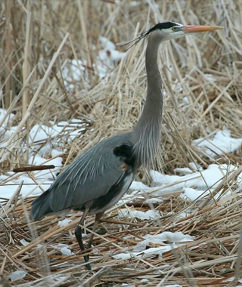 Blue Heron in Spring Snow