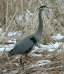 Blue Heron in Spr...
