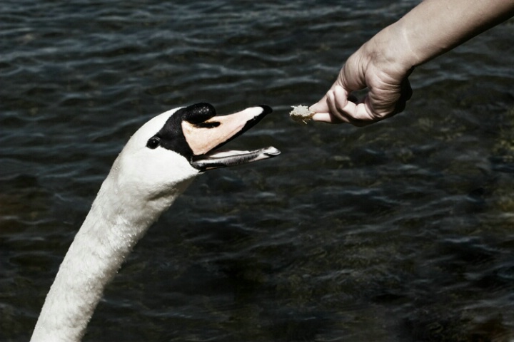 Hungry Swan