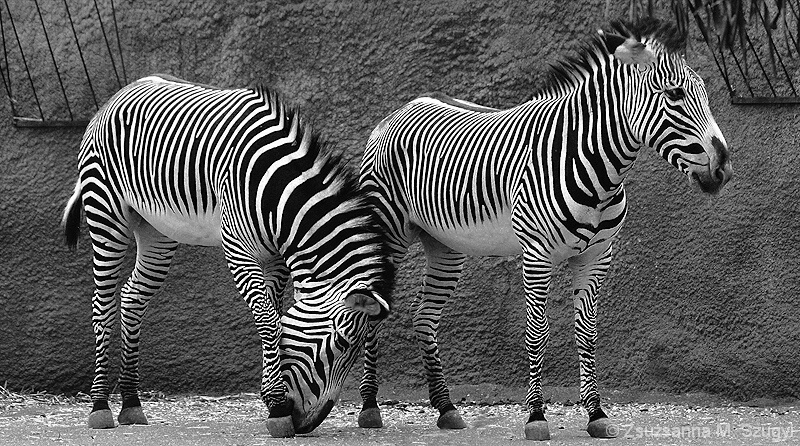 Zebras