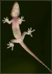 Gecko On Glass