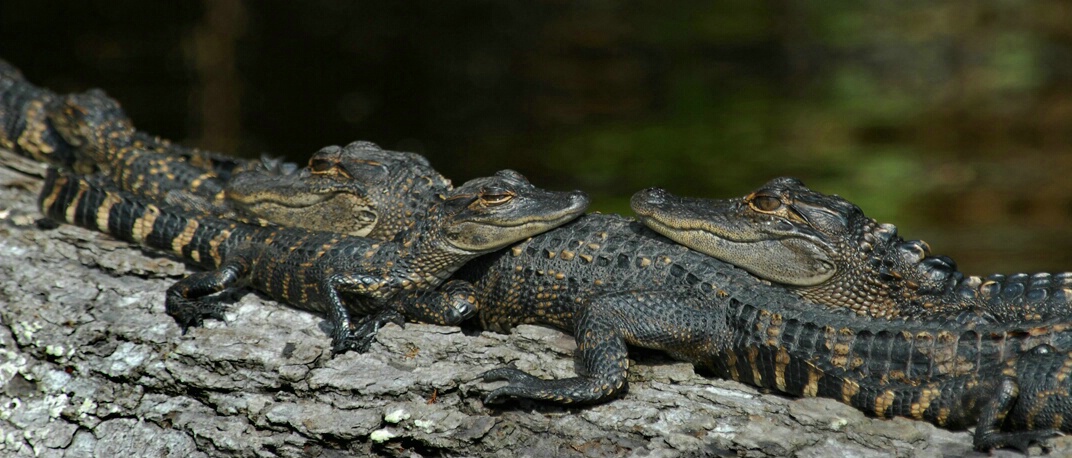 young gators - ID: 4597316 © Michael Cenci