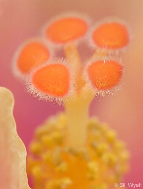 Stamens Macro