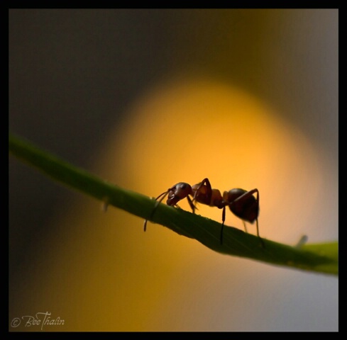 Ant in moonlight