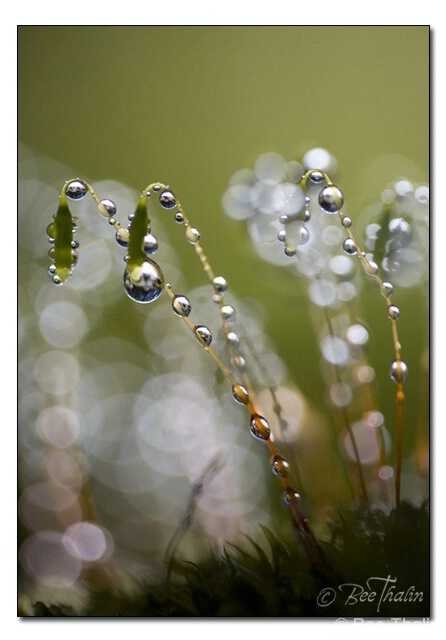 Pearls of the Moss