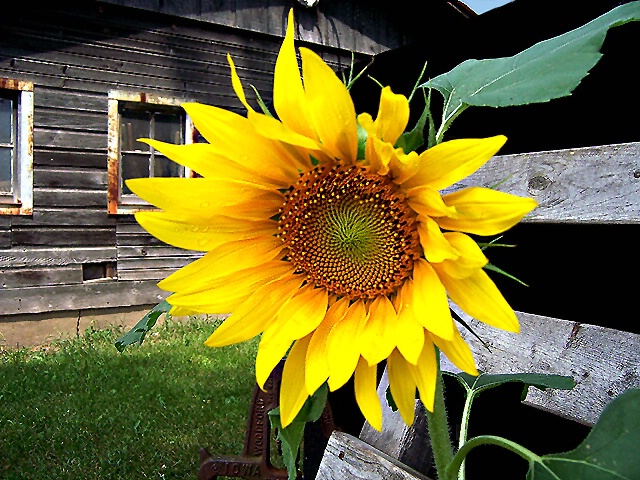 Country Sunflower