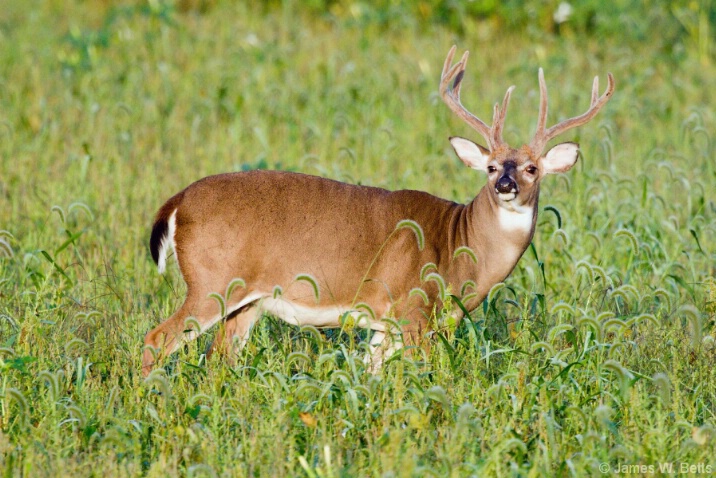 8 Point - ID: 4599207 © James W. Betts