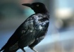 Watchful Crow