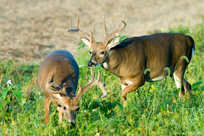 Feeding Time - ID: 4602573 © James W. Betts
