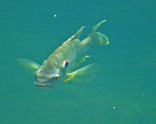 Sun Fish in Pond