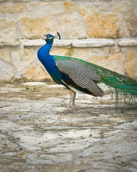 Peacock 2007