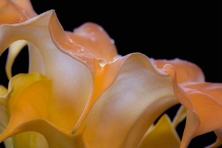 angel trumpet, yellow, flower, macro