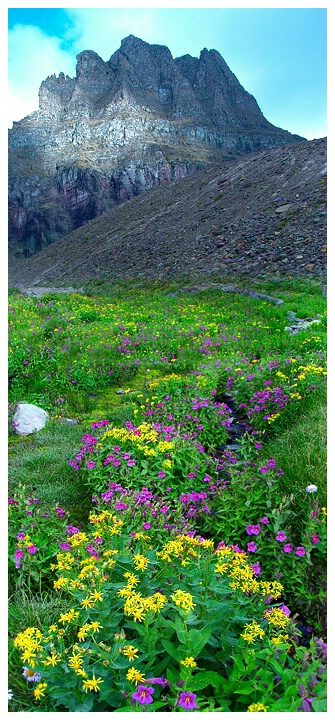 Follow The Path Of Flowers-Glacier N.P
