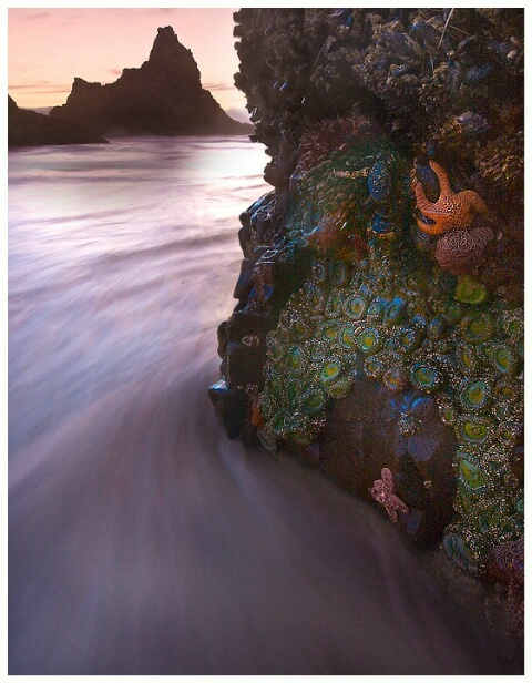 Hangin On For Life-Oceanside-Oregon Coast