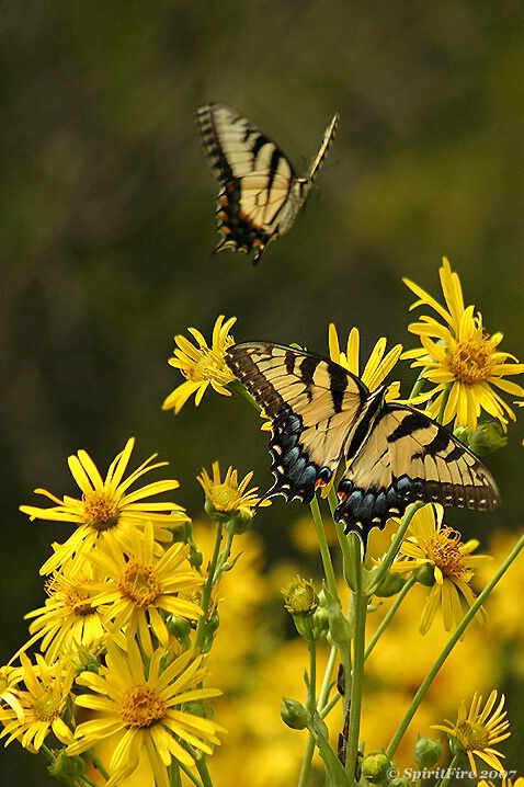 Wings of Love