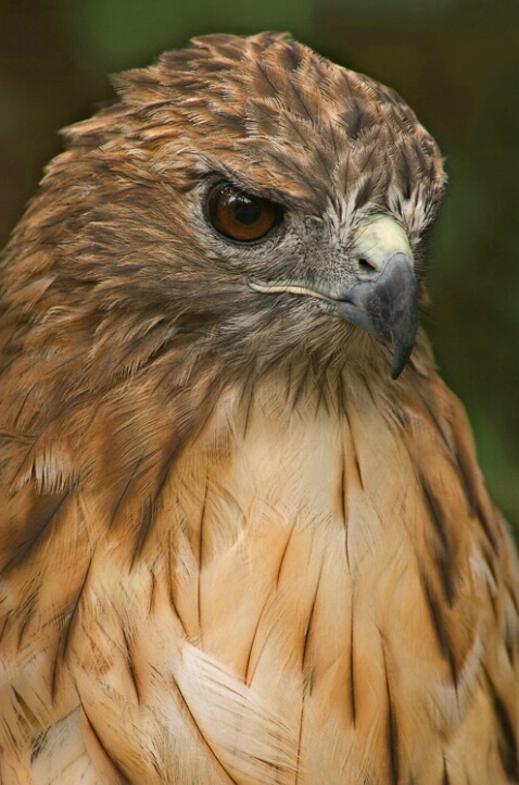 Red-tailed Hawk