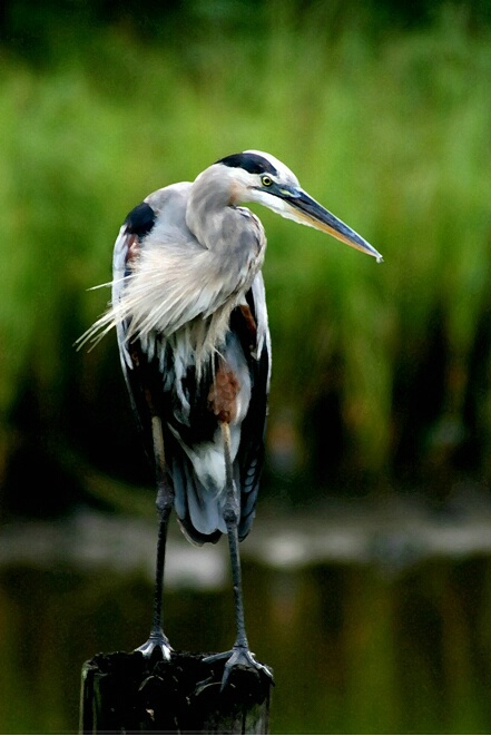 Painted Heron