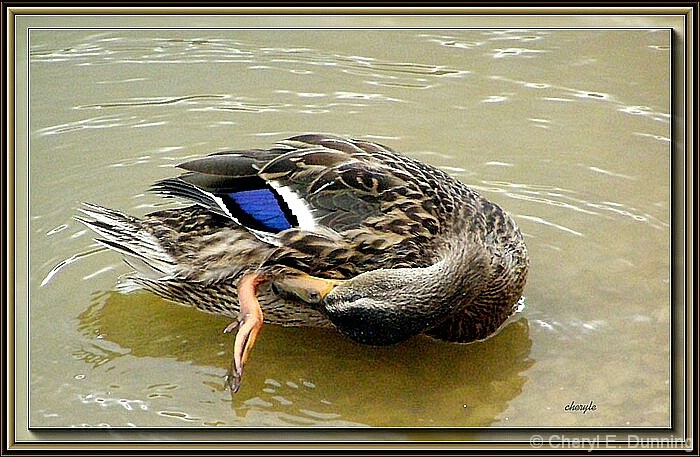 preening duck