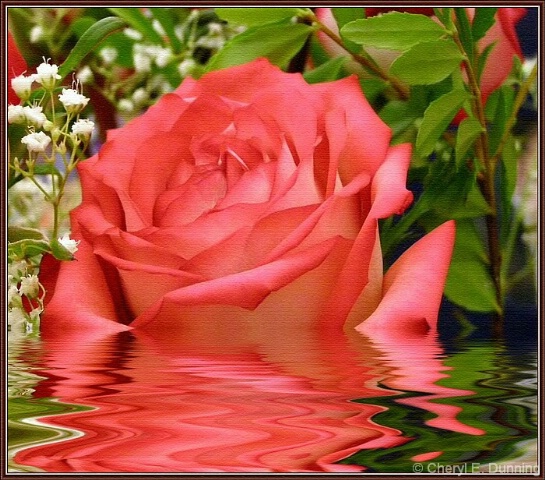 rose_1