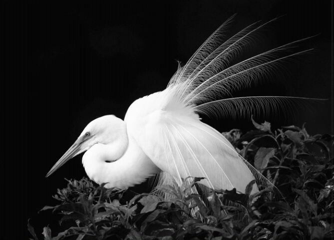 Egret in mating plumage