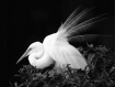 Egret in mating p...