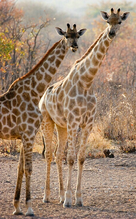 Giraffes in Namibia - ID: 4614977 © Vicki Tillard