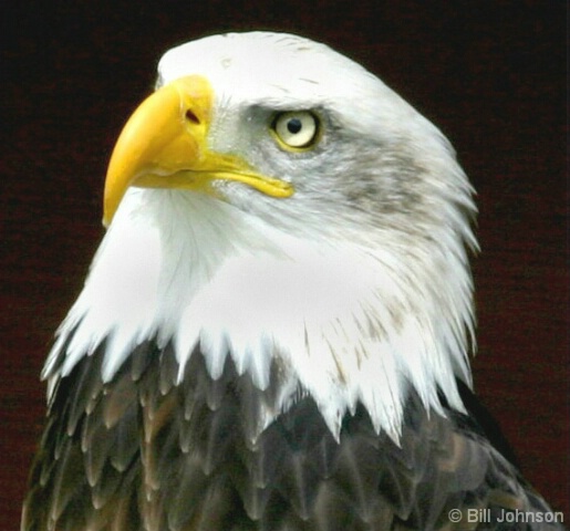 Bald Eagle 2