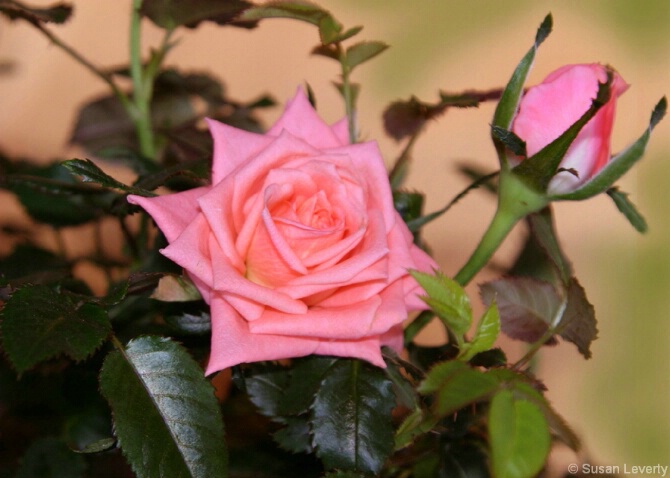 pink mini rose with 1 pink bud