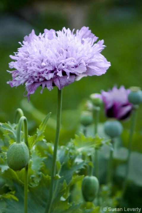 Purple Rag   Poppy