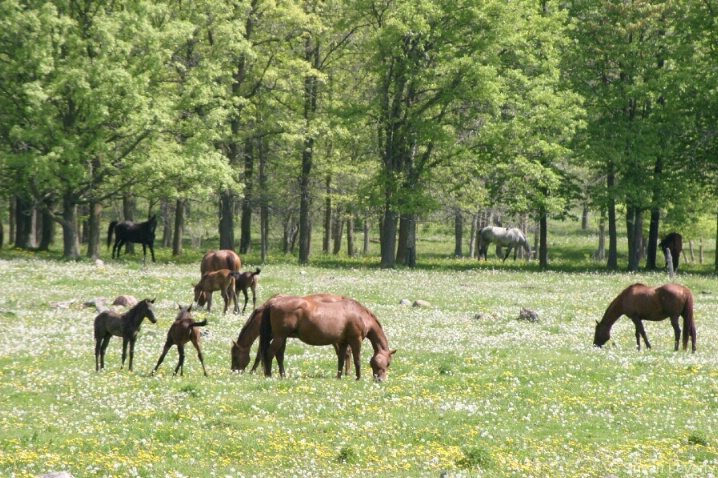  Horses in pasture jpeg0112