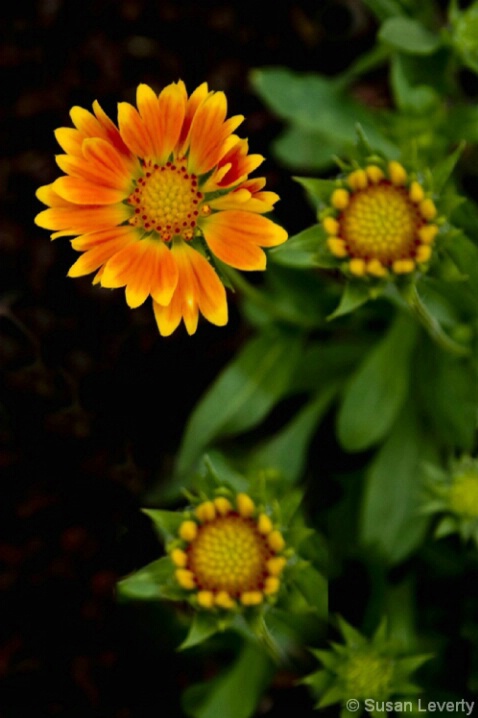 Yellow & Orange Blanket Flower 