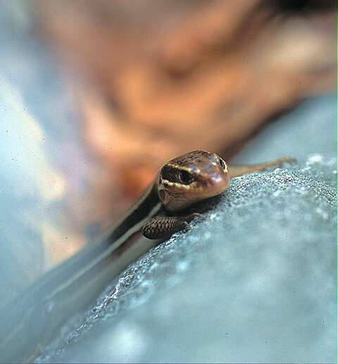 Five-Lined Skink