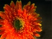 Gerbera Flower...