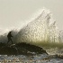 © Stuart May PhotoID# 4619761: fishing_for_waves_1