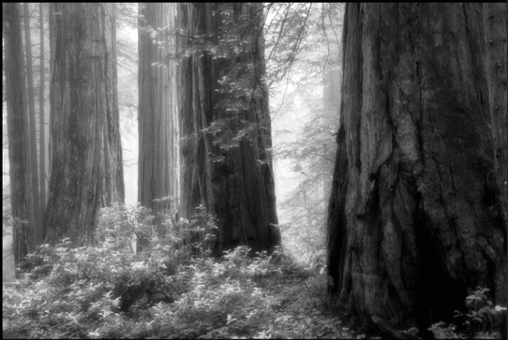redwood_ghosts 1 - ID: 4619763 © Stuart May