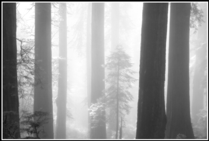 redwood mist 5 - ID: 4619768 © Stuart May