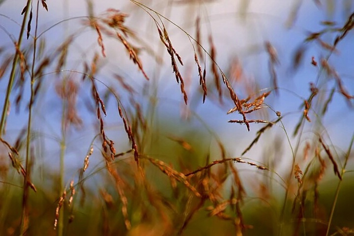 Field Flurry