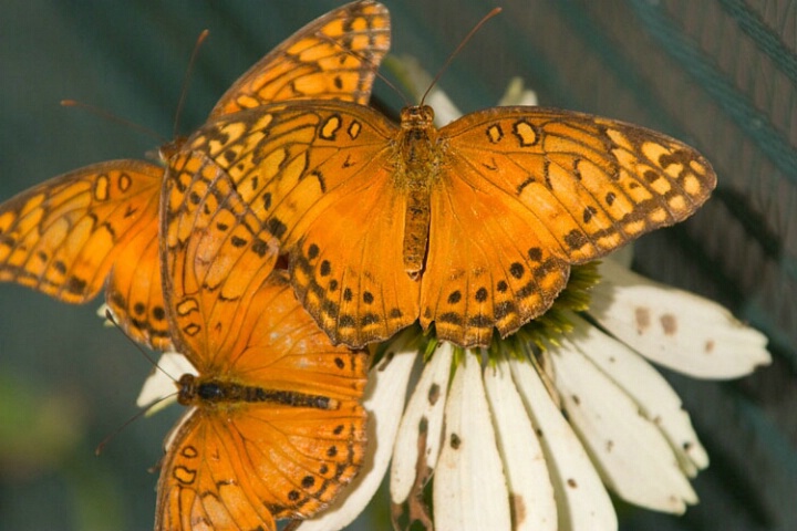 Gulf Fritillary Butterfly 2