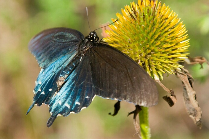 Pipevine Swallowtail 2