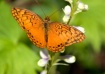 Gulf Fritillary B...