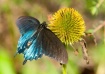 Pipevine Swallowt...
