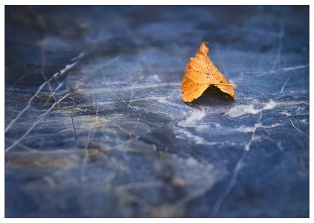 Autumn Leaf