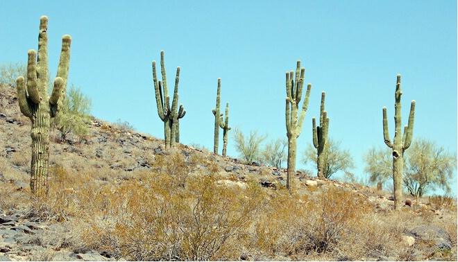 Phoenix Hillside