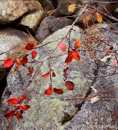 Fall Colors, Rocks
